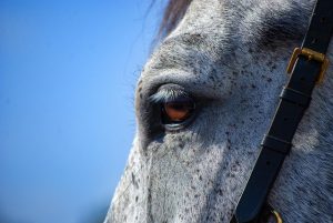high-payout-horse-racing-betting-austral-640x480-18729591.jpeg