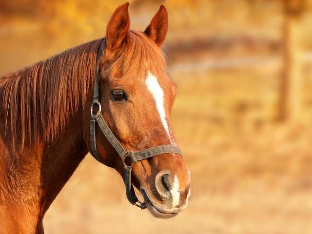 High payout horse racing betting Australia
