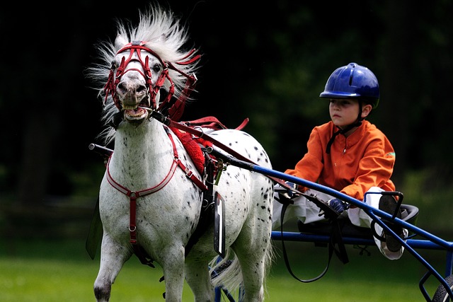 Horse racing tips for Australian punters