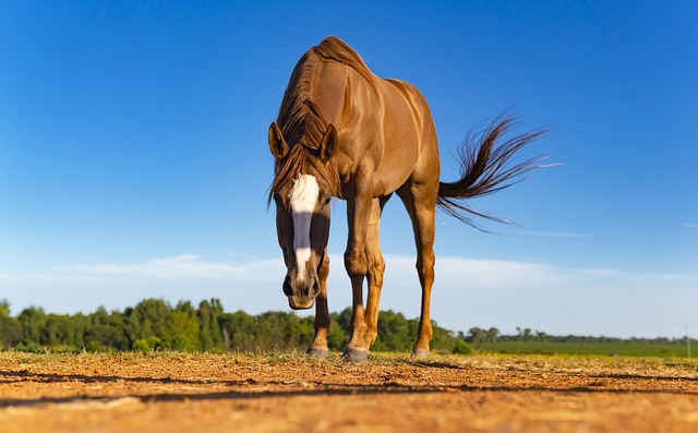 Horse racing tips for Australian punters