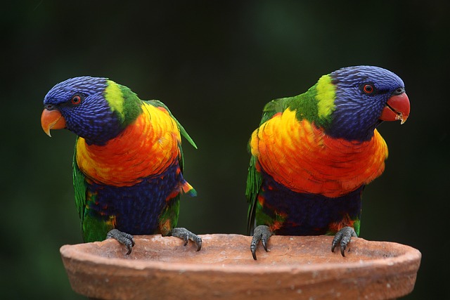 Jackpot pokies Australia