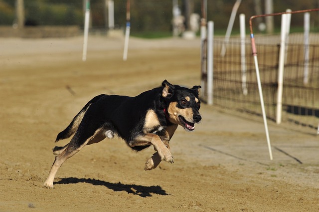 Online greyhound betting Australia