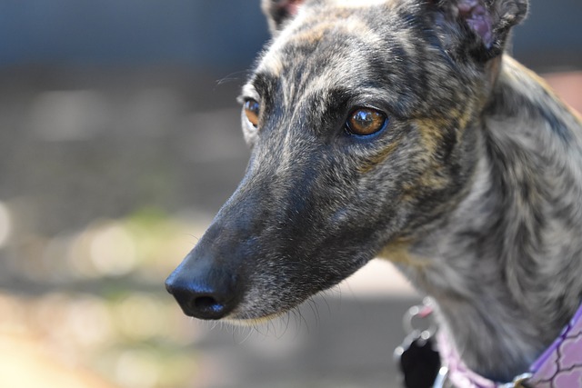 Online greyhound betting Australia