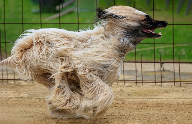 Online greyhound betting Australia