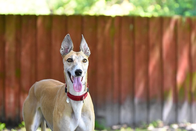 Online greyhound betting Australia