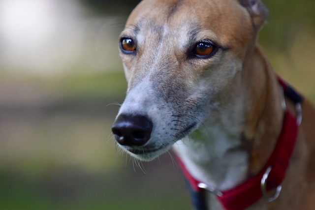 Online greyhound betting Australia