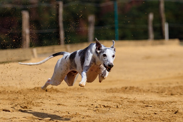 Online greyhound betting Australia
