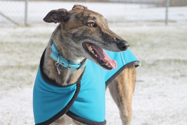 Online greyhound betting Australia