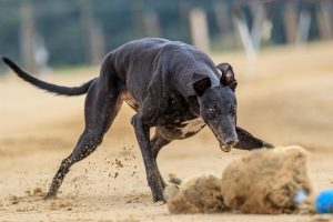 online-greyhound-betting-australia-640x480-93433202.jpeg