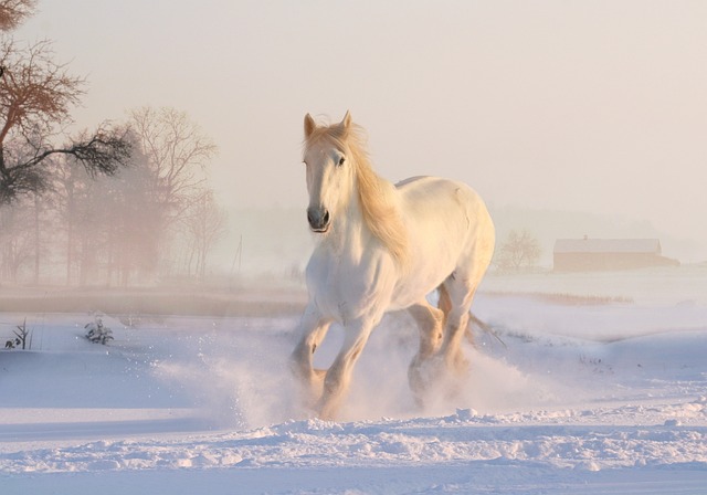 Online horse racing betting Australia