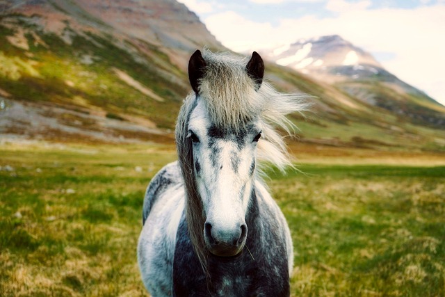 Online horse racing betting Australia