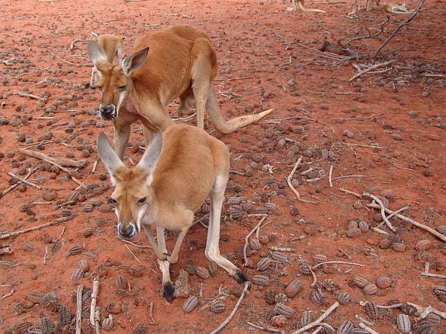Popular progressive jackpots Australia