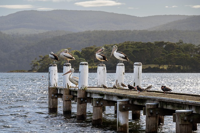 Popular progressive jackpots Australia