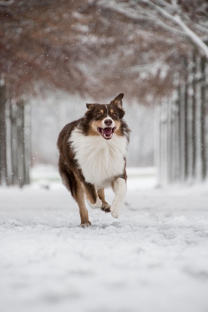 Quick withdrawals for Australian sports bettors