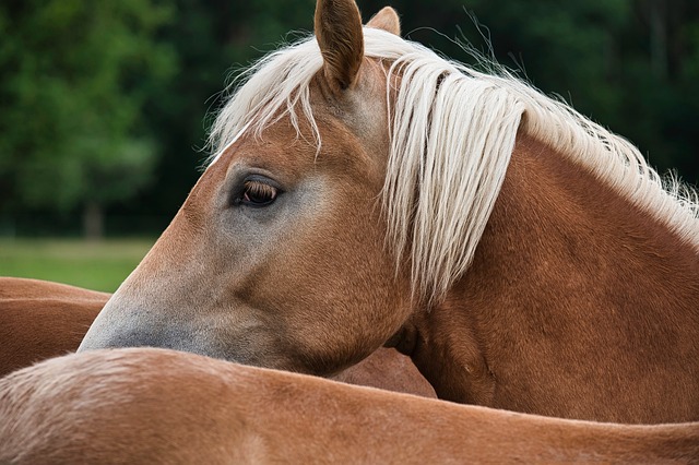 Trusted horse racing betting sites Australia