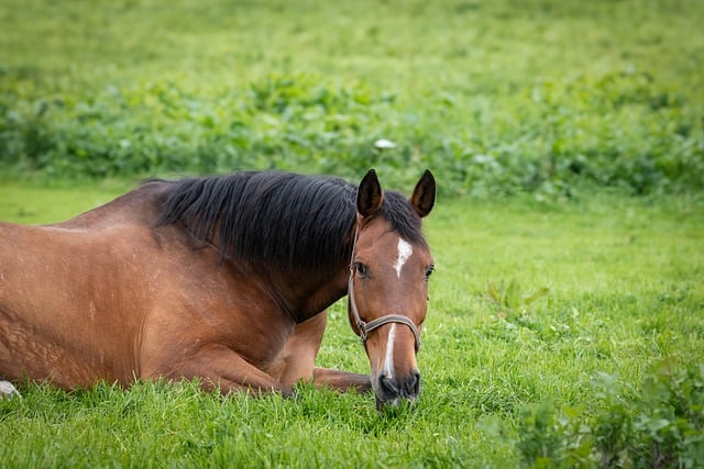 Trusted horse racing betting sites Australia