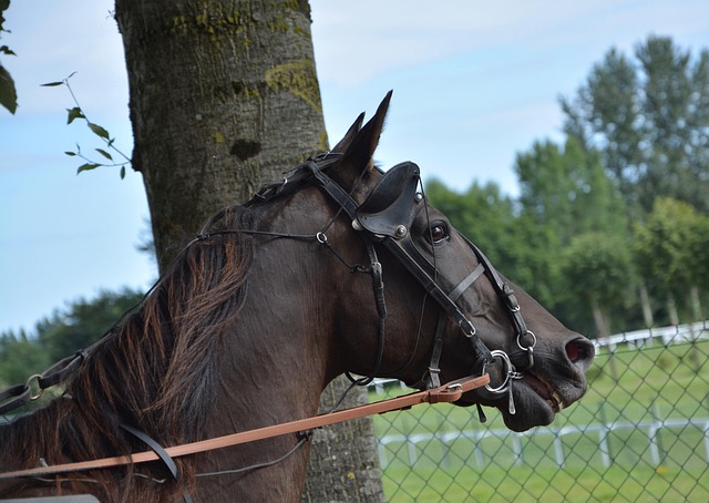 Trusted horse racing betting sites Australia