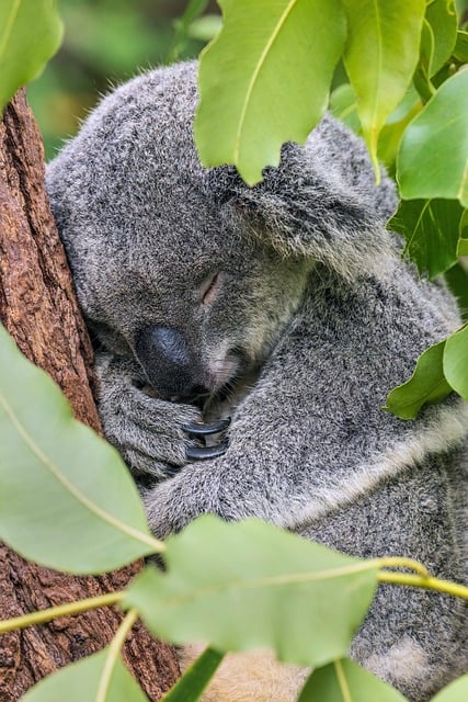 VIP bonuses for Australians