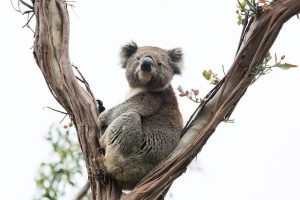 vip-bonuses-for-australians-640x480-50619697.jpeg