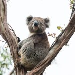 Unveiling High-Stake Bitcoin Casinos: Aussie Gamers’ New Frontier