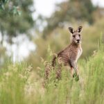 Unveiling Australia’s Top Instant Withdrawal High Payout Casinos