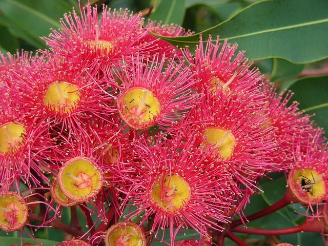 Online craps for Australians