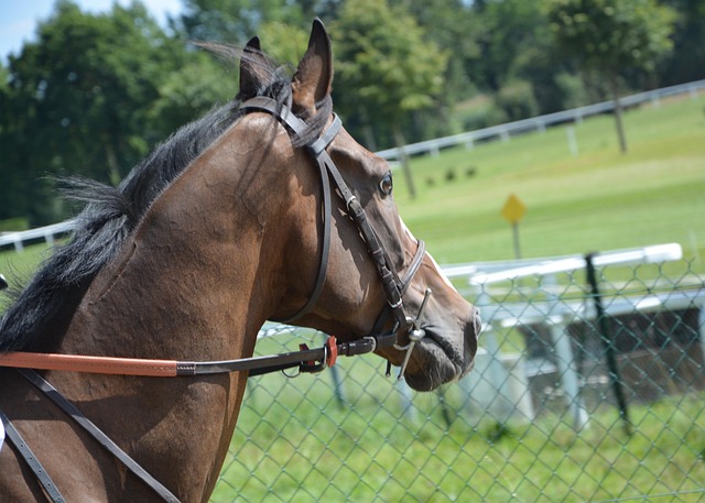 trusted-horse-racing-betting-sites-austr-640x480-4745668.jpeg