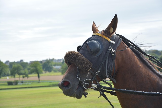 Trusted horse racing betting sites Australia