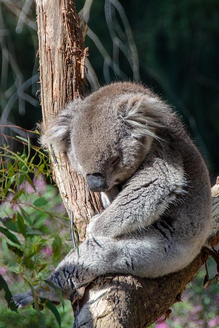 Australian lottery betting sites