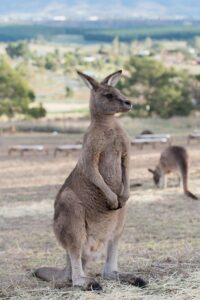 australian-online-slots-reviews-640x480-18157259.jpeg