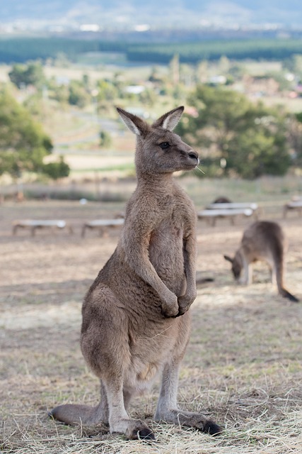 australian-online-slots-reviews-640x480-18157259.jpeg