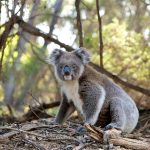 Top-Rated & Secure Online Slots Sites for Australians in 2023