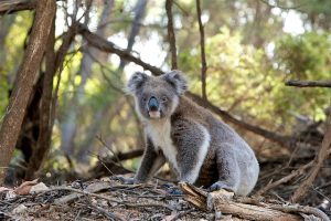 australian-online-slots-reviews-640x480-92792407.jpeg