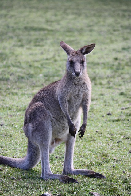Best Aussie betting apps