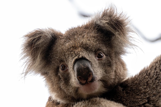 Best bonus offers for Australians