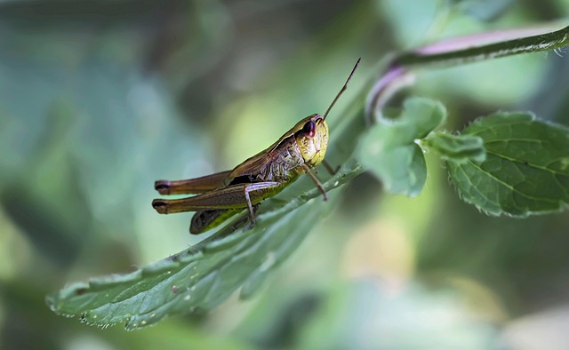 Best cricket betting odds Australia