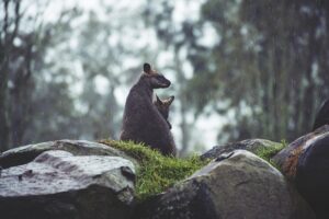 best-live-betting-options-for-australian-640x480-17964511.jpeg