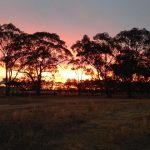 Unleash Australian Live Betting: Top Bookies & Strategies for Success