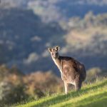 Mobile-Friendly Betting Sites Australia: Top Odds & Comprehensive Reviews