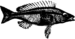best-odds-for-australian-sports-bettors-640x480-44067784.png
