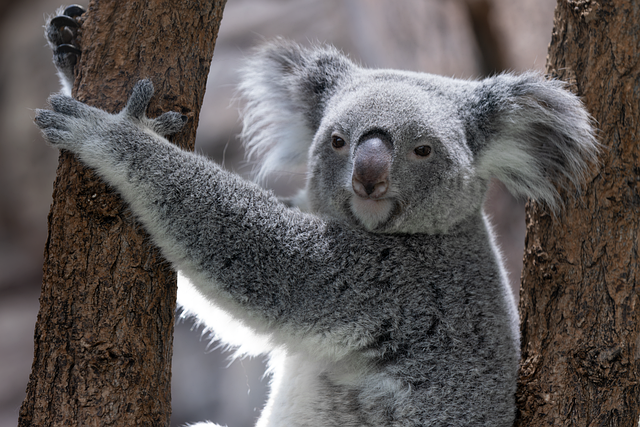 Best odds for Australian sports bettors