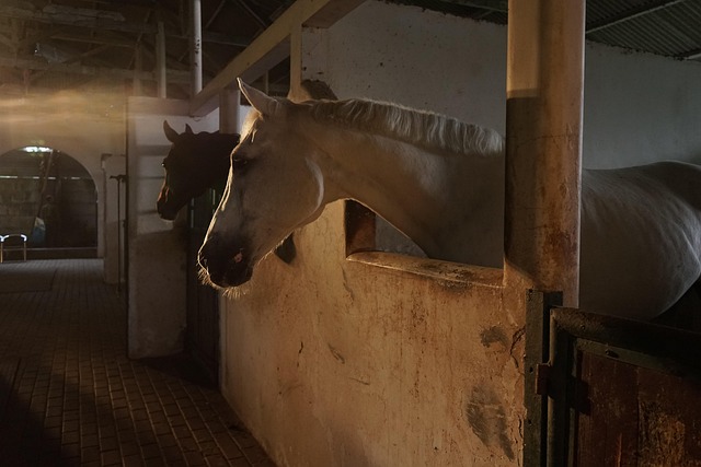 Best odds for horse racing betting Australia