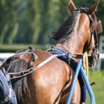Maximize Wins: Navigating Best Odds for Australian Horse Racing Bets