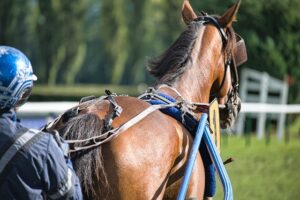 best-odds-for-horse-racing-betting-austr-640x480-50736166.jpeg