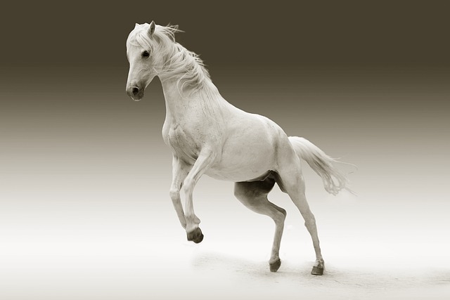 best-odds-for-horse-racing-betting-austr-640x480-508957.jpeg