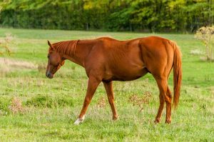 best-odds-for-horse-racing-betting-austr-640x480-54351795.jpeg