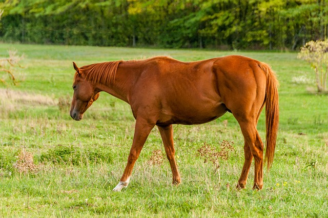 best-odds-for-horse-racing-betting-austr-640x480-54351795.jpeg