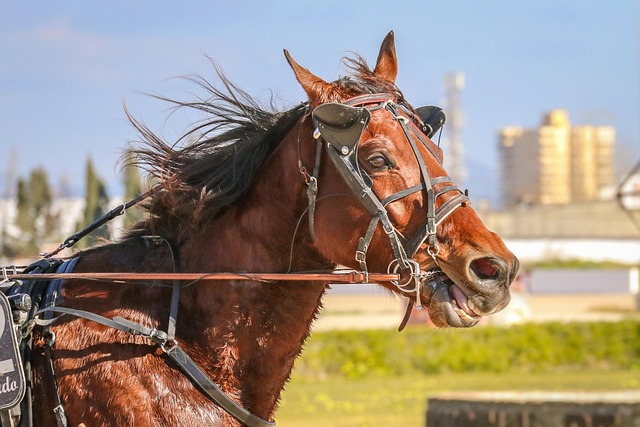 Best odds for horse racing betting Australia
