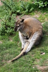 best-payment-options-for-aussie-sports-b-640x480-24235325.jpeg