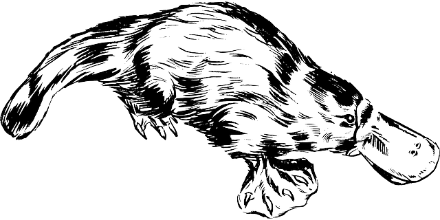 Best payment options for Aussie sports bettors